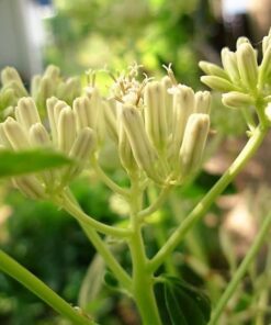 Alternative view of 50 GREAT INDIAN PLANTAIN Cacalia Muhlenbergii White Flower Seeds * Combined Shipping!