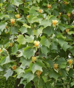 Alternative view of 15 TULIP POPLAR TREE Yellow Flower Liriodendron Tulipifera Whitewood Seeds