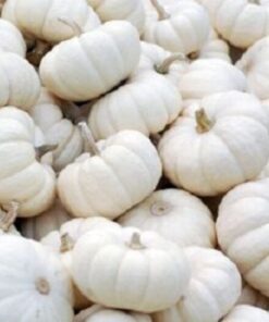 Alternative view of 15 WHITE Baby Boo MINI PUMPKIN Miniature Cucurbita Pepo Vegetable Seeds
