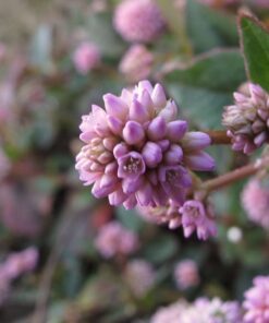 Alternative view of 20 PUNCHING BALLS Pink Buttons Persicaria Capitata Polygonum Flower Seeds