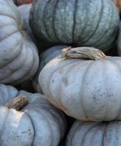 Alternative view of 15 JARRAHDALE GREEN PUMPKIN Jarradale Blue Grey Cucurbita Maxima Vegetable Seeds