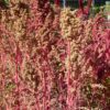 50 Organic CHERRY VANILLA QUINOA Chenopodium Pink Flower White Grain Vegetable Seeds