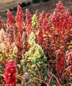 Alternative view of 50 Organic CHERRY VANILLA QUINOA Chenopodium Pink Flower White Grain Vegetable Seeds