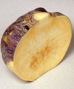 Alternative view of 1500 American PURPLE TOP RUTABAGA Brassica Napus Root Vegetable & Greens Seeds