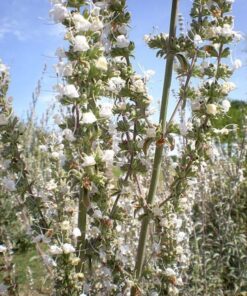 75 Sacred WHITE SAGE Salvia Apiana Shrub Silver Folliage Native Smudge Seeds