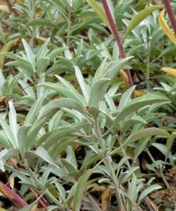 Alternative view of 75 Sacred WHITE SAGE Salvia Apiana Shrub Silver Folliage Native Smudge Seeds