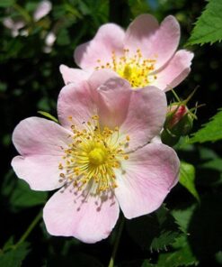 Alternative view of 50 Thornless Pink DOG BRIER ROSE Bush Rosa Canina Inermis Victory Garden Fragrant Flower Seeds
