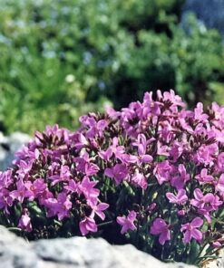 Alternative view of 150 SPRING CHARM ROCKCRESS Rose Rock Cress Arabis Arendsii Flower Mix Seeds