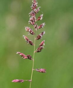 Alternative view of 1000 Variegated RIBBON GRASS Reed Canary Phalaris Arundinacea Pink Flower Seeds