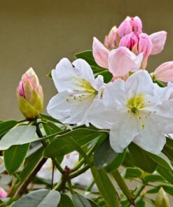 Alternative view of 50 FORTUNE RHODODENDRON Fortunei Shrub Rose Pink Mauve White Flower Seeds