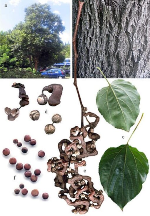 25 JAPANESE RAISIN TREE Edible Fruit Oriental Honey Flowers Hovenia Dulcis Seeds