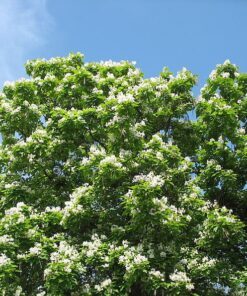 Alternative view of 25 JAPANESE RAISIN TREE Edible Fruit Oriental Honey Flowers Hovenia Dulcis Seeds