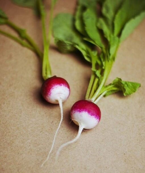 500 SPARKLER WHITE Tip RADISH Sweet European Red Raphanus Sativus Vegetable Seed
