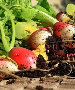 Alternative view of 500 SPARKLER WHITE Tip RADISH Sweet European Red Raphanus Sativus Vegetable Seed
