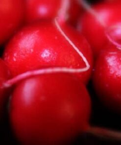Alternative view of 500 CHAMPION RADISH Sweet Scarlet Red Raphanus Sativus Root Vegetable Seeds