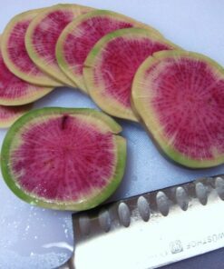 Alternative view of 300 WATERMELON RADISH Beauty Heart Raphanus Sativus Pink White Vegetable Seeds