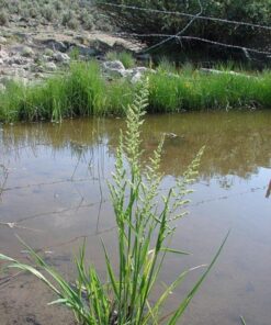Alternative view of 200 Slough Grass Seeds – Beckmannia Syzigachne, Native Wetland Ornamental Grass, Pinkish Flowers & Green Seed Heads, Bird Friendly