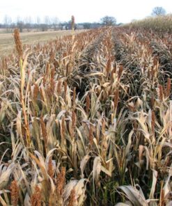 Alternative view of 100 DALE SORGHUM Bicolor Syrup Flour Grain Vegetable Seeds