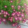 50 PURPLE ROBE SAXIFRAGA Saxifraga Arendsii Moss Rockfoil Evergreen Flower Seeds