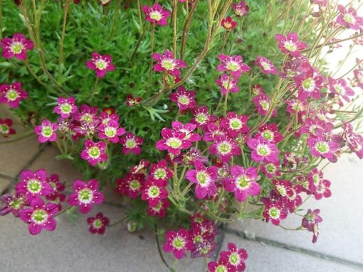 50 PURPLE ROBE SAXIFRAGA Saxifraga Arendsii Moss Rockfoil Evergreen Flower Seeds