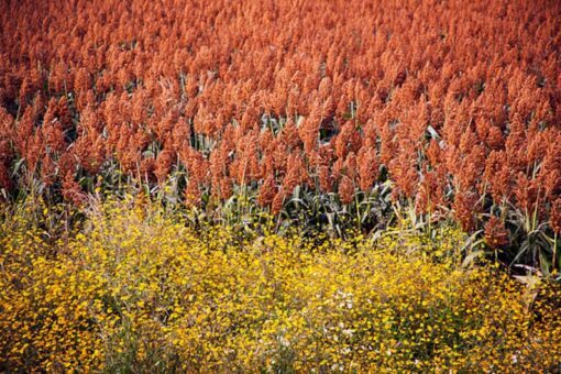 20 Syrup ROX ORANGE SORGHUM Waconia Sugar Cane Bicolor Vegetable Grain Seeds