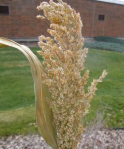 Alternative view of 75 WHITE POPPING SORGHUM Bicolor Snack Vegetable Flour Grain Seeds