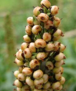 Alternative view of 50 TOP 76