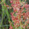 100 SHEEP SORREL Rumex Acetosella Red Field Sorrel Sour Weed Herb Flower Seeds
