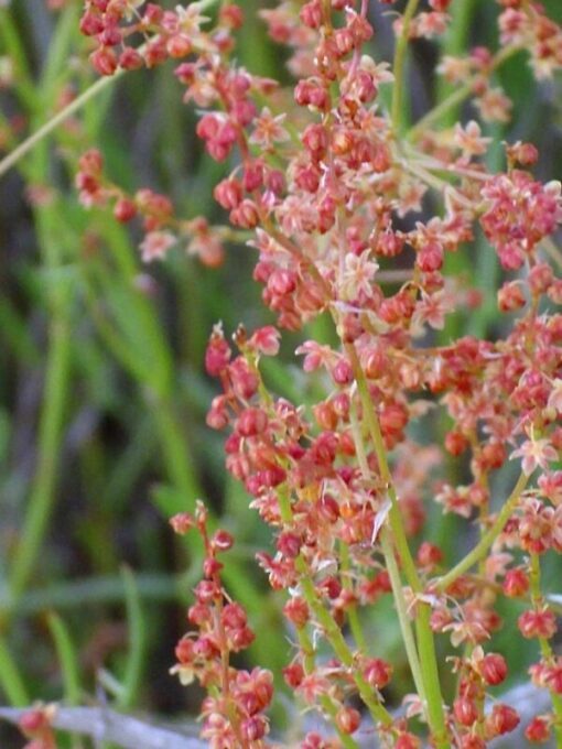 100 SHEEP SORREL Rumex Acetosella Red Field Sorrel Sour Weed Herb Flower Seeds