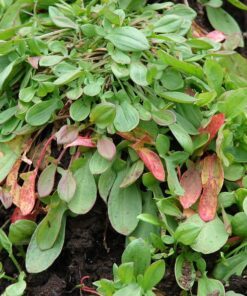 Alternative view of 100 SHEEP SORREL Rumex Acetosella Red Field Sorrel Sour Weed Herb Flower Seeds