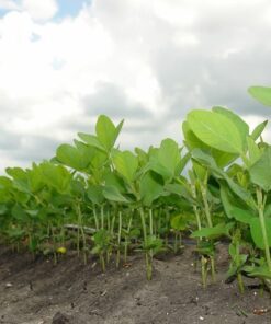 25 VIKING SOYBEAN Glycine Max Ground Cover Crop Livestock Deer Bean Legume Seeds