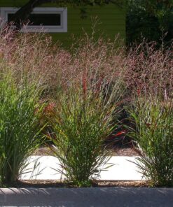 1000 SWITCHGRASS Tall Panic Switch Grass Panicum Virgatum Red Flower Seeds