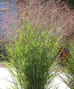 Alternative view of 1000 SWITCHGRASS Tall Panic Switch Grass Panicum Virgatum Red Flower Seeds