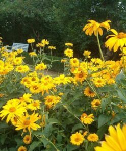 Alternative view of 50 SUMMER SUN SUNDROPS Yellow Heliopsis Scabra False Sunflower Flower Seeds