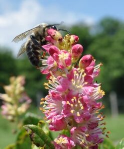20 Pink SUMMERSWEET BUSH Clethra Alnifolia Rosea Fragrant Flower Shrub Seeds