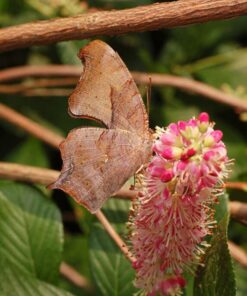 Alternative view of 20 Pink SUMMERSWEET BUSH Clethra Alnifolia Rosea Fragrant Flower Shrub Seeds