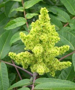 Alternative view of 75 SMOOTH SUMAC TREE Red Berries Rhus Glabra Borealis Seeds