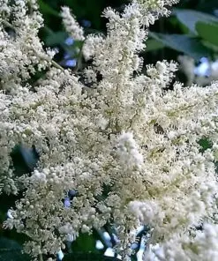 30 CHINESE SUMAC TREE Nutgall White Flowers Red Berries Rhus Chinensis Seeds