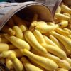50 Early PROLIFIC STRAIGHTNECK SQUASH Yellow Summer Bush Heirloom Seeds