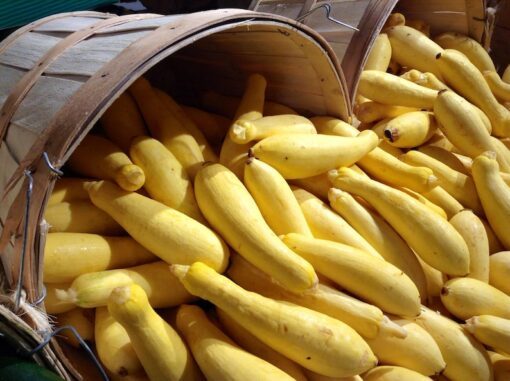 50 Early PROLIFIC STRAIGHTNECK SQUASH Yellow Summer Bush Heirloom Seeds