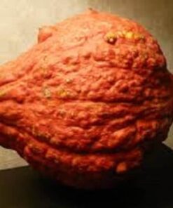 Alternative view of 30 GOLDEN HUBBARD SQUASH Genesee Red Buttercup Cucurbita Pepo Vegetable Seeds