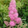 50 ROSE DOUGLAS SPIREA Pink Hardhack Steeple Bush Spiraea Douglasii Flower Shrub Seeds