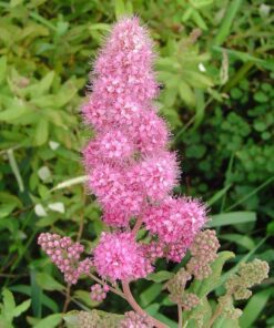 50 ROSE DOUGLAS SPIREA Pink Hardhack Steeple Bush Spiraea Douglasii Flower Shrub Seeds