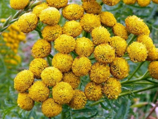 100 YELLOW TANSY Double Golden Buttons Fern Leaf Tanacetum Vulgare Flower Seeds