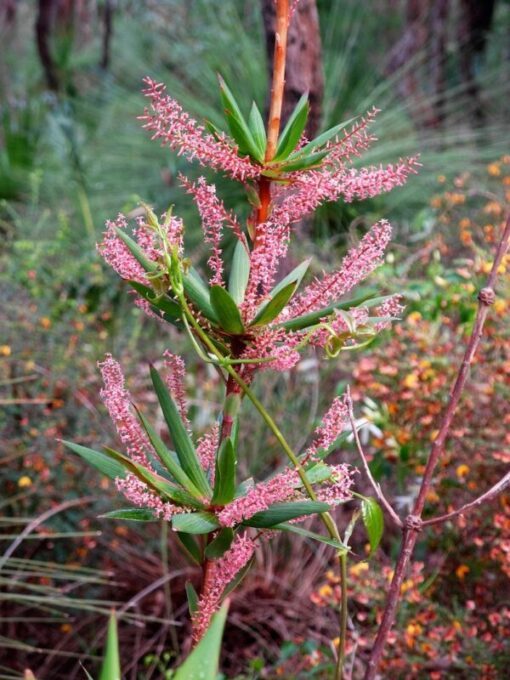 50 TASSELFLOWER Red Pink Leucopogon Verticillatus Tassel Flower Shrub Seeds