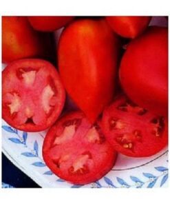 Alternative view of 50 AMISH PASTE TOMATO Red Heirloom Roma Type Lycopersicon Fruit Vegetable Seeds