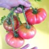 50 Giant BELGIAN PINK TOMATO Huge Pink Skin Lycopersicon Fruit Vegetable Seeds