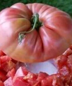 Alternative view of 50 Giant BELGIAN PINK TOMATO Huge Pink Skin Lycopersicon Fruit Vegetable Seeds