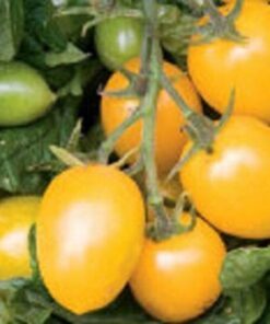 Alternative view of 150 PLUM YELLOW TOMATO Lycopersicon Heirloom Indeterminate Fruit Vegetable Seeds