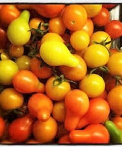 Alternative view of 100 RED PEAR TOMATO Lycopersicon Heirloom Indeterminate Fruit Vegetable Seeds